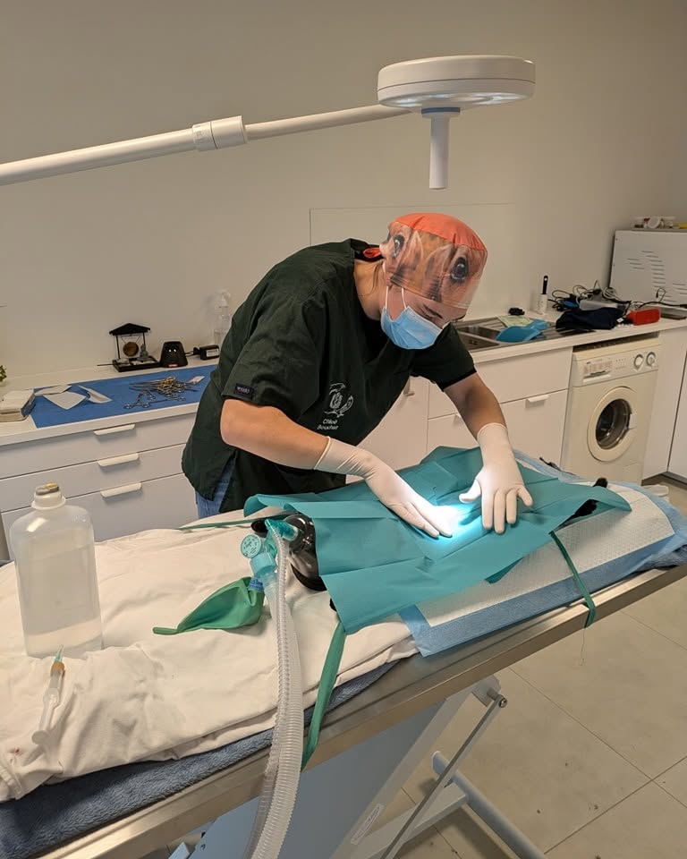 Chirurgie des chats et des chiens